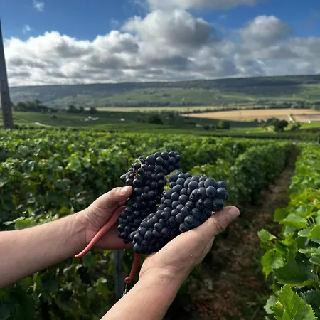 Domaine De Tincourt, Authentic Champagne House * Venteuil