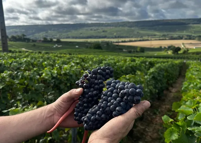 Domaine De Tincourt, Authentic Champagne House * Venteuil